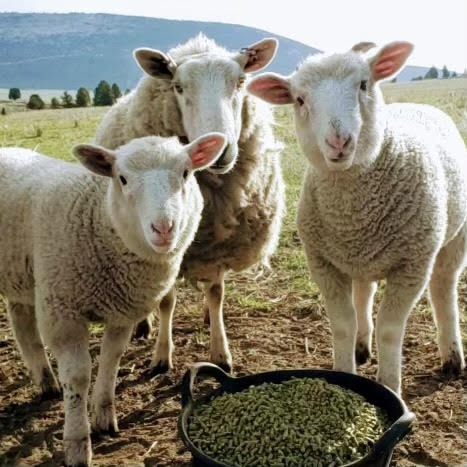 Lamb Shares